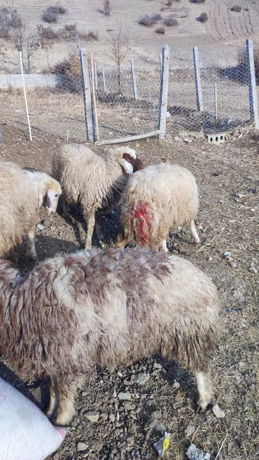 گوسفند کاور پوشی ماده|حیوانات مزرعه|جوانرود, |دیوار