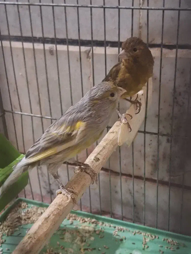 قناری فنچ مرغ عشق طوطی کوتوله کبوتر مرغ|پرنده|خمینی‌شهر, |دیوار