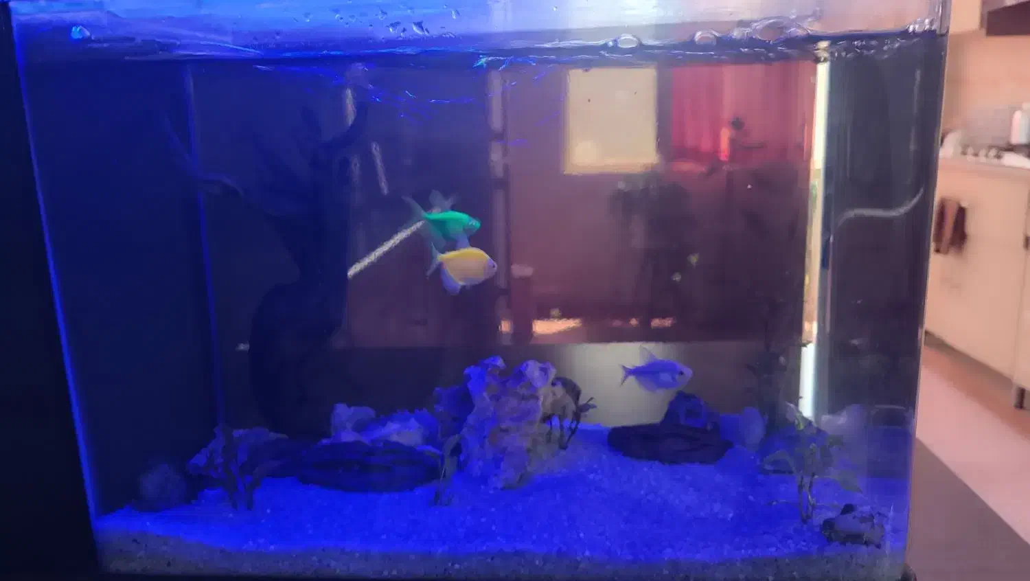 دو عدد آکواریوم سالم با تعدادی ماهی|ماهی|ری, فیروزآباد|دیوار