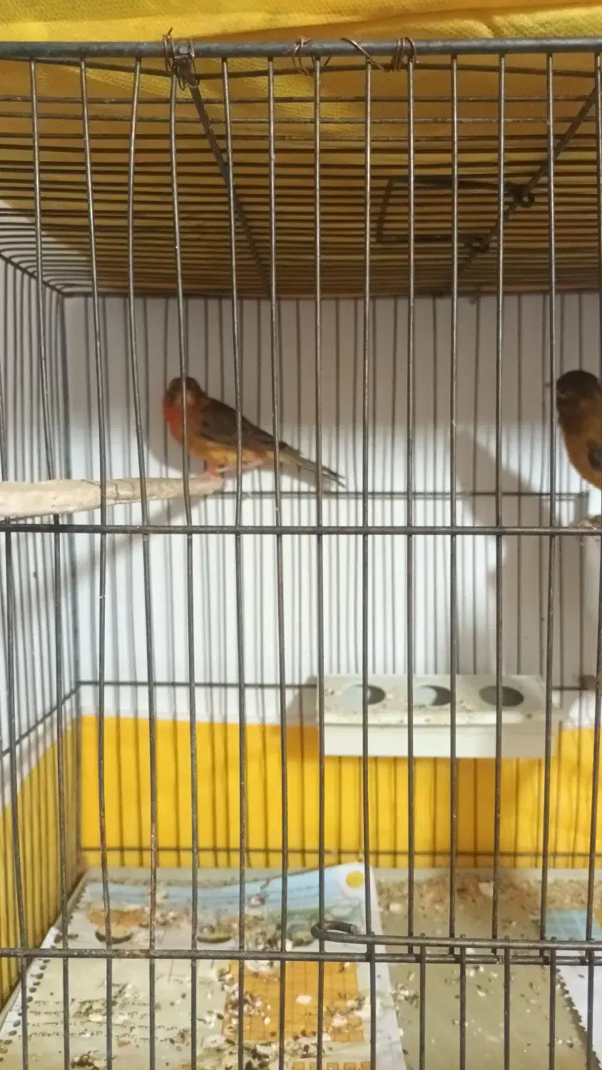 نر و ماده دارچینی درجه یک|پرنده|اصفهان, شفق|دیوار