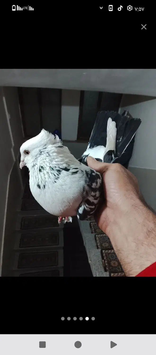 کفتر پرشی دونه ای 320|پرنده|شهریار, رزکان|دیوار