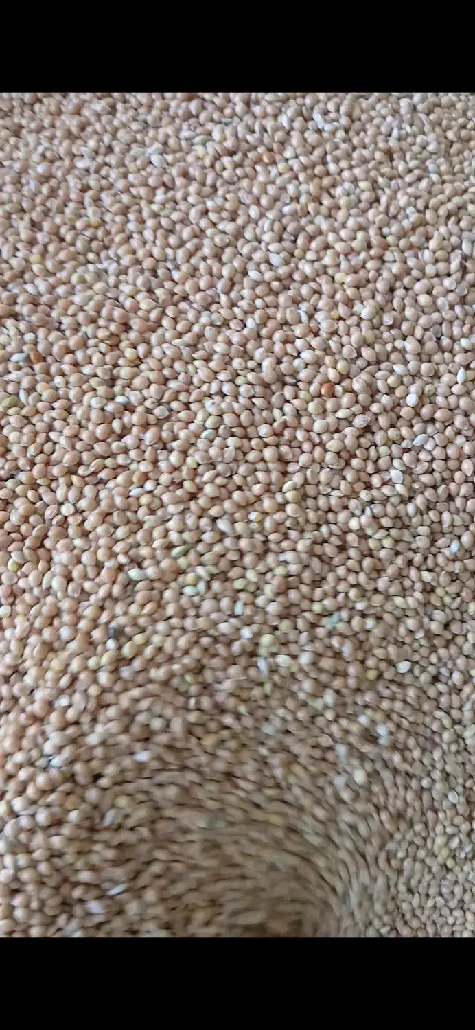 ارزن درجه 1محلی|عمدهفروشی|انابد, |دیوار