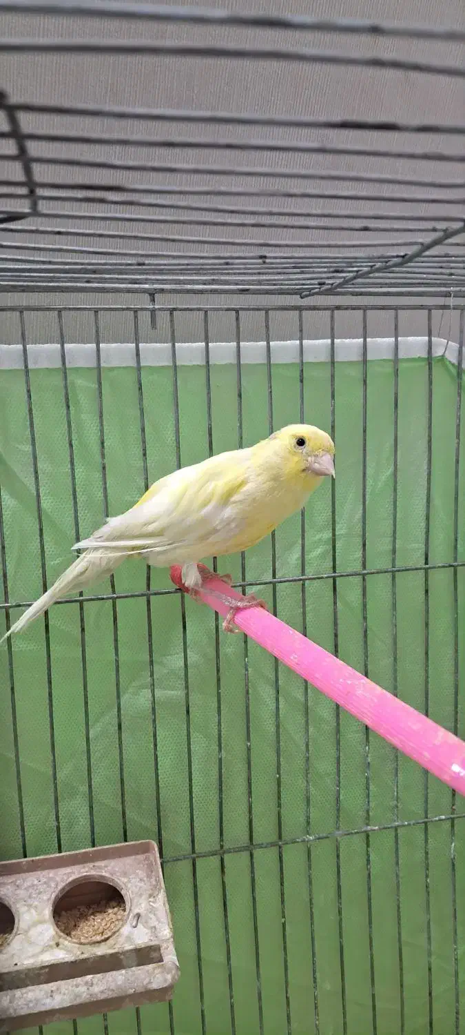 قناری ماده رنگ روشن|پرنده|شهرکرد, |دیوار