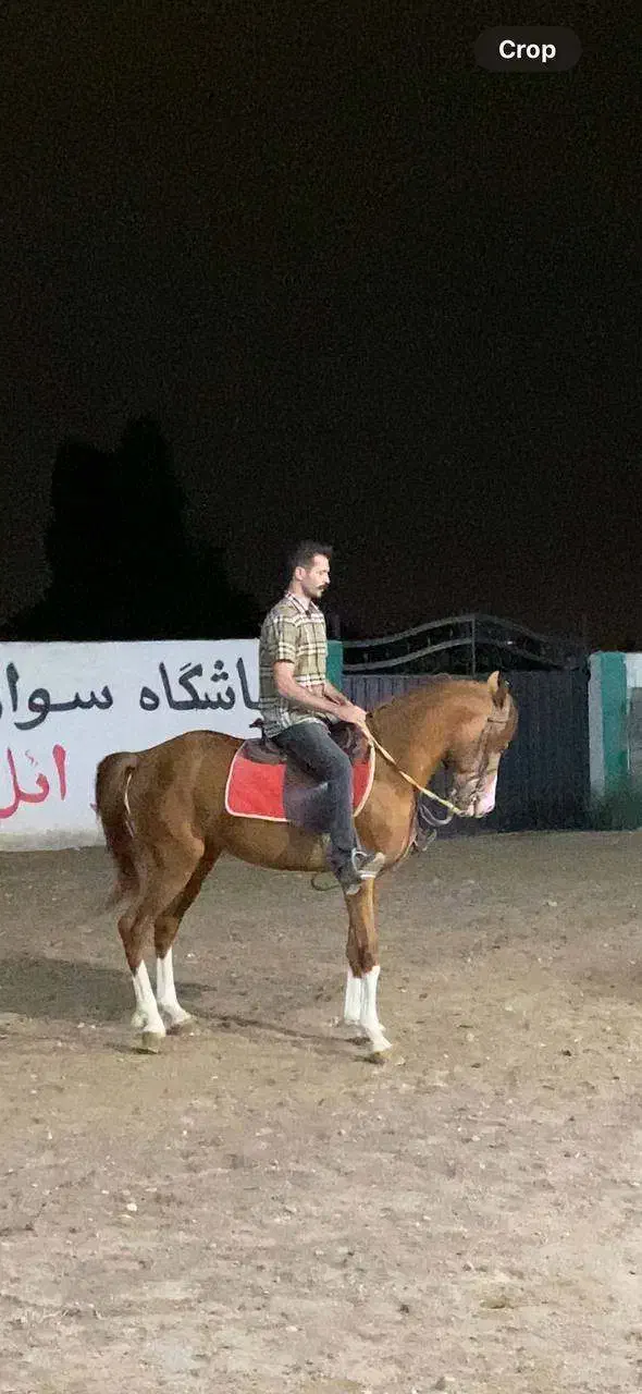 اسب برای فروش|اسب و تجهیزات اسبسواری|فومن, |دیوار