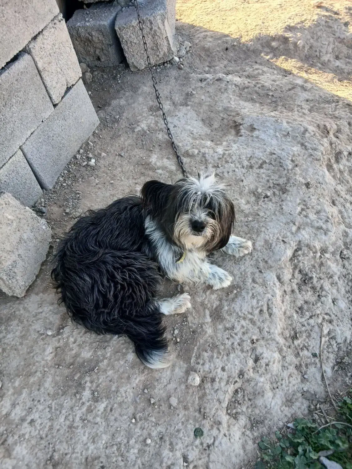 سگ خانگی|سگ|گتوند, |دیوار