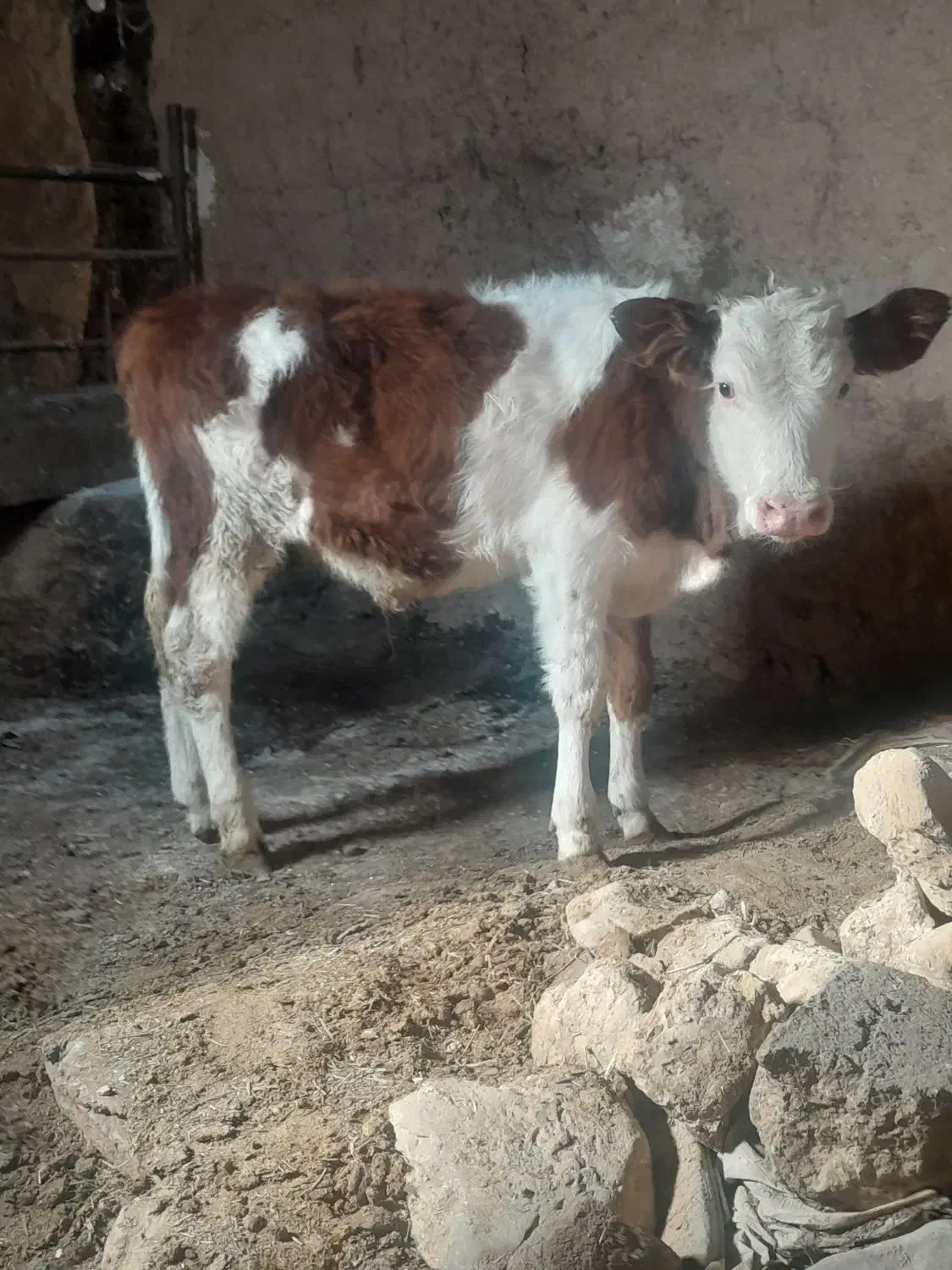 گوساله سمینتال|حیوانات مزرعه|رامند, |دیوار