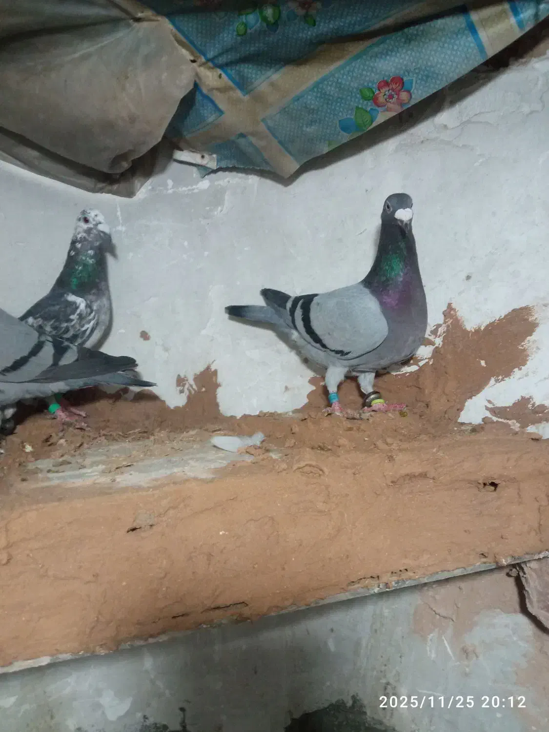 کفتر پرشی ضربه|پرنده|سبزوار, قصبه شرقی|دیوار