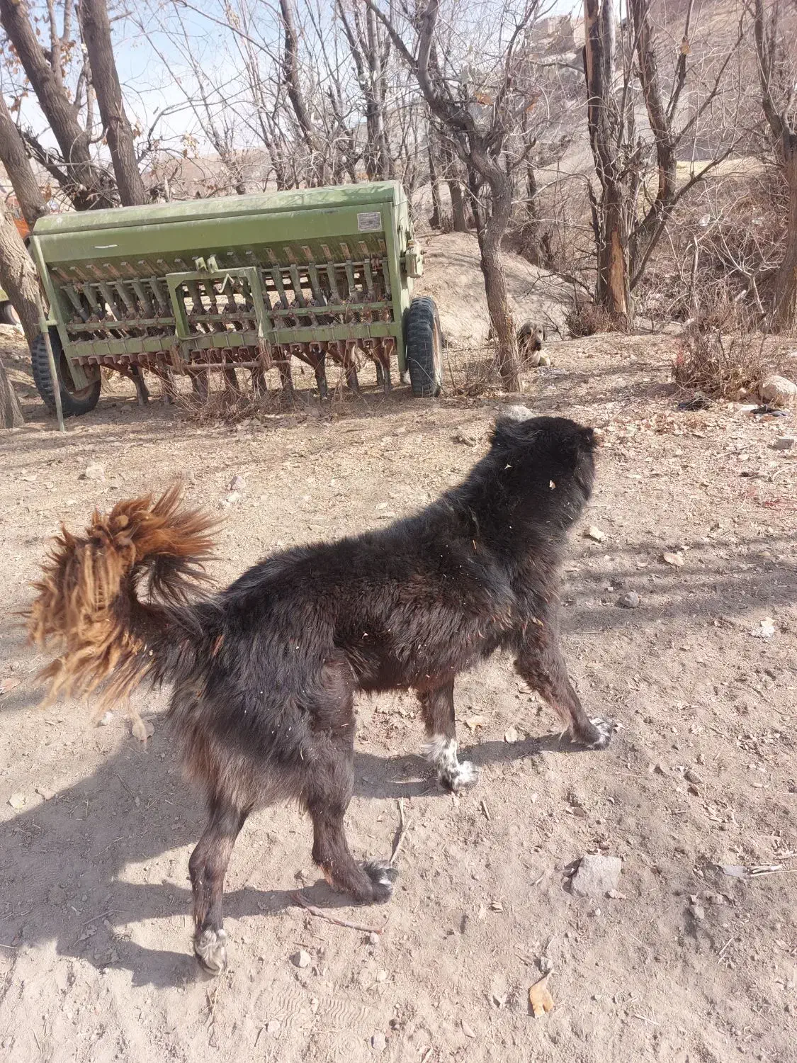 سگ قهدریجانی|سگ|چهاردولی, |دیوار