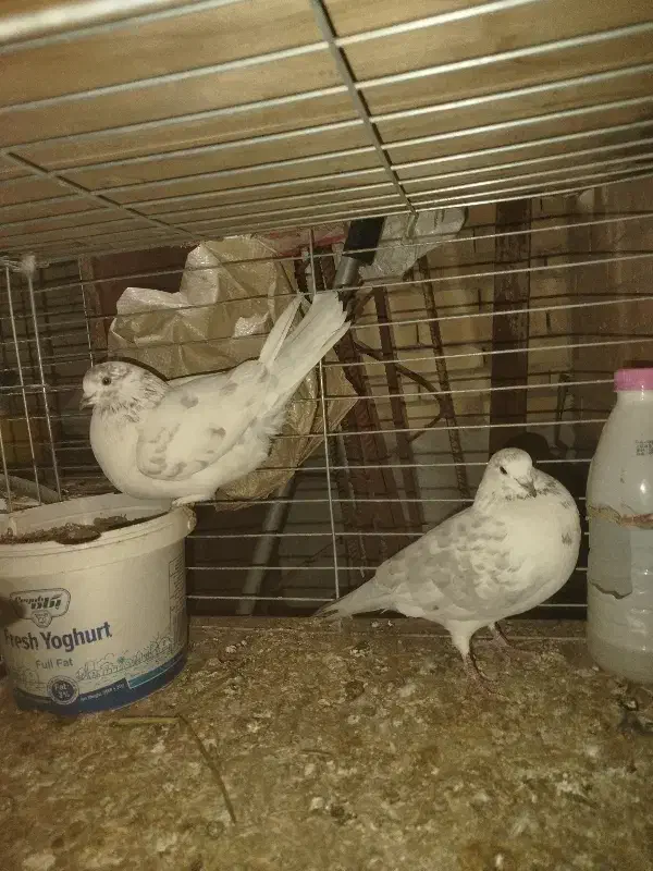 کفتر پرشی|پرنده|یزد, |دیوار