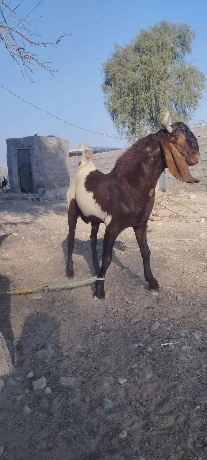 نری یک ساله پاکستانی اصل|حیوانات مزرعه|میناب, |دیوار