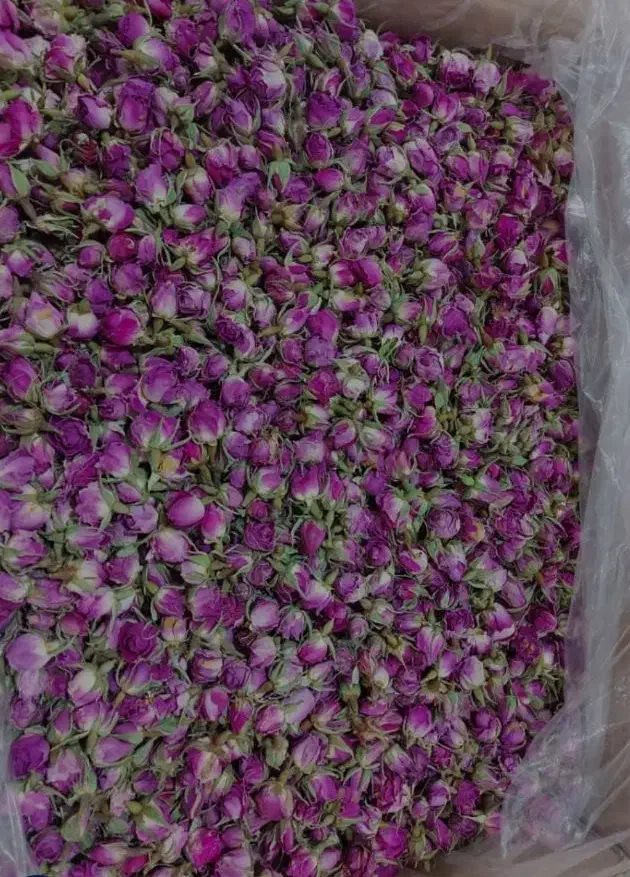 گل محمدی   غنچه خوش بو وعطری|گل و گیاه طبیعی|سقز, |دیوار