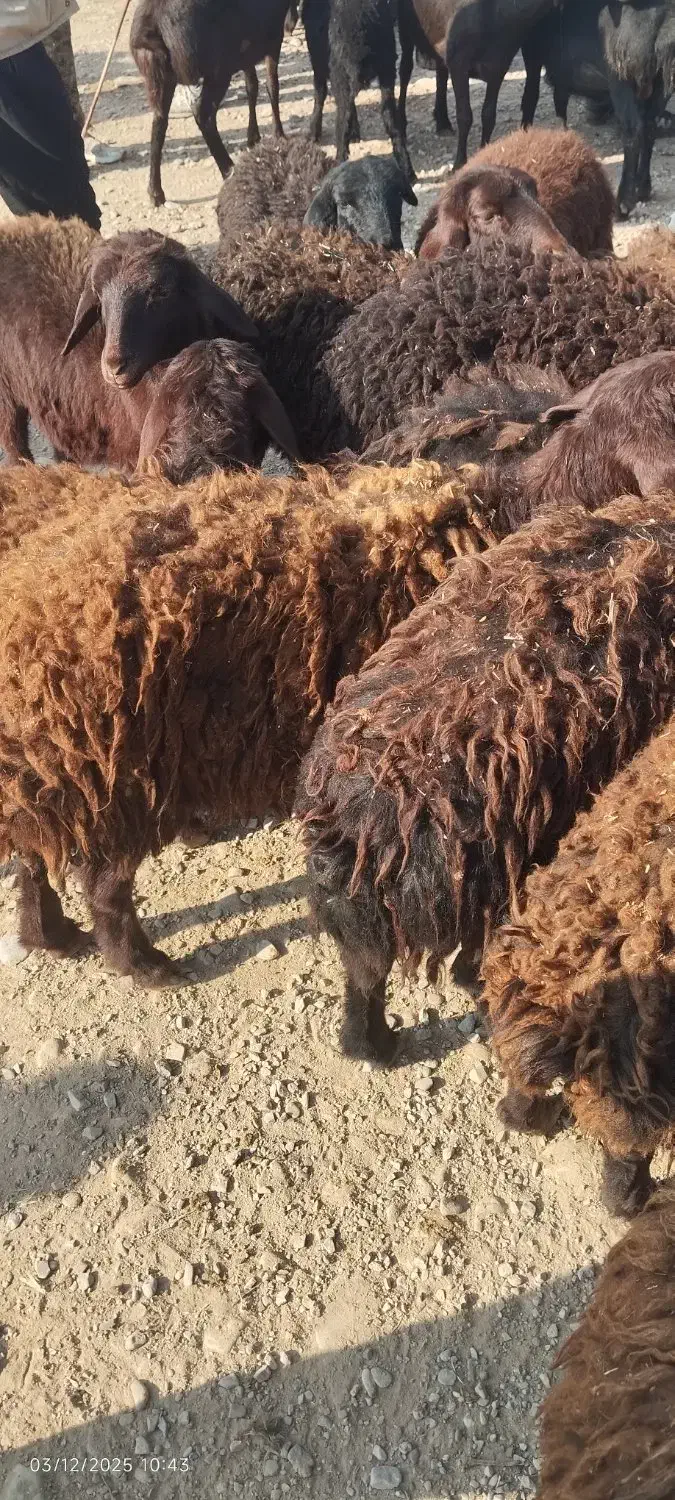 18راس بره ماده|حیوانات مزرعه|باروق, |دیوار