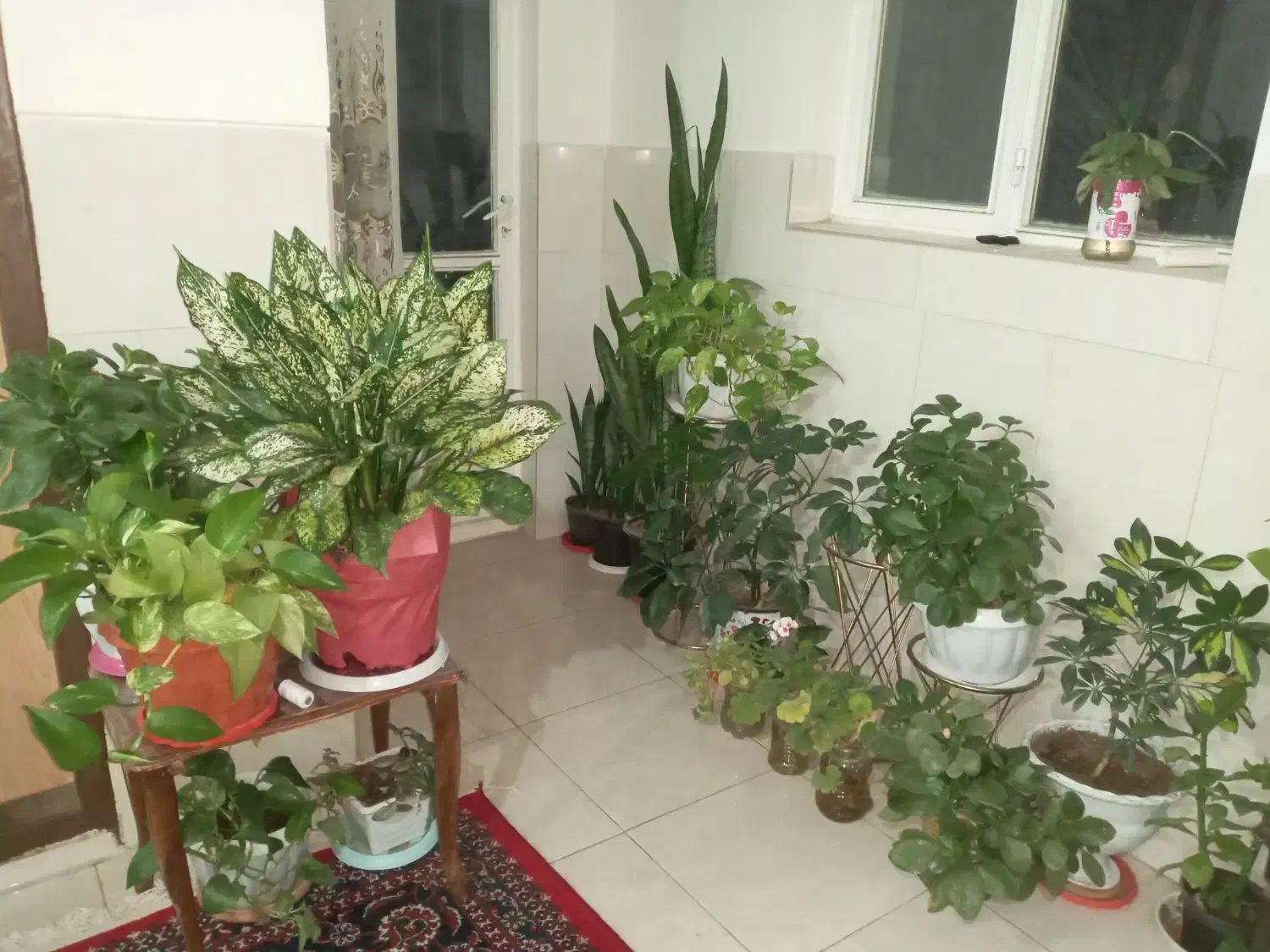 فروش تک یا عمده|گل و گیاه طبیعی|گلپایگان, |دیوار