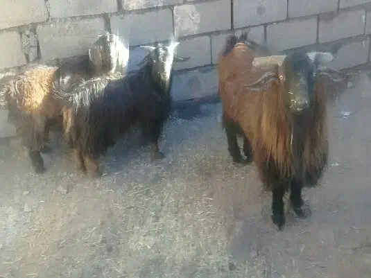 بزغاله نر و نربز|حیوانات مزرعه|فردوس (خراسان), |دیوار