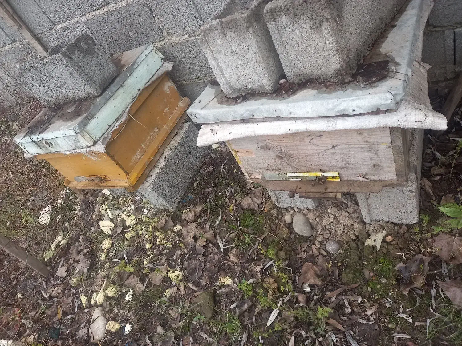 کندو عسل|حیوانات مزرعه|رشت, نخودچر|دیوار