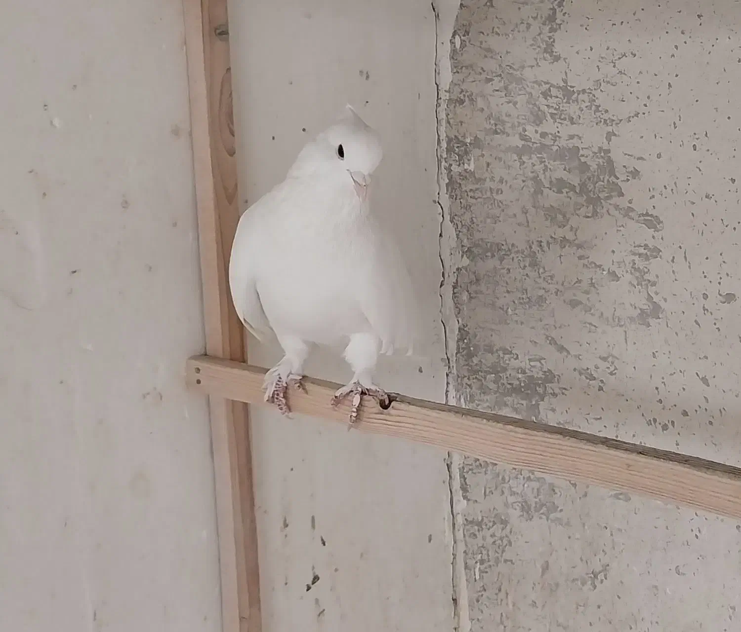 14 کفتر زیبا و پرشی|پرنده|آفتاب, |دیوار