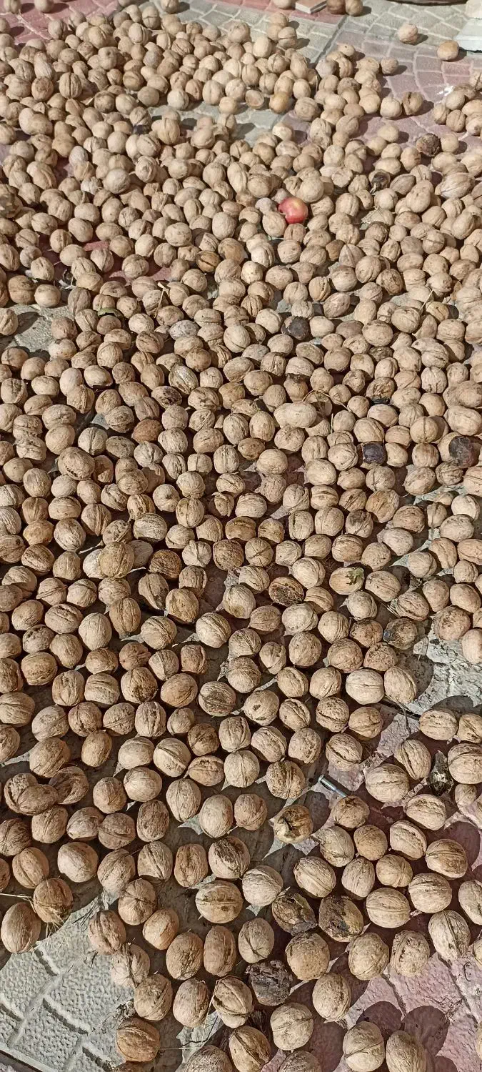 گردو|حراج|سلماس, |دیوار