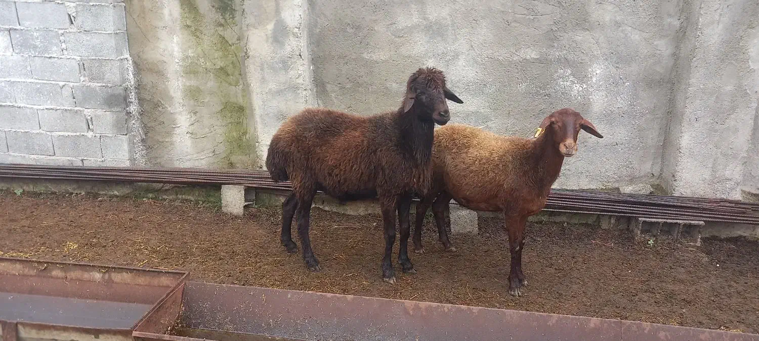 نر تخمی|حیوانات مزرعه|خوش‌رودپی, |دیوار