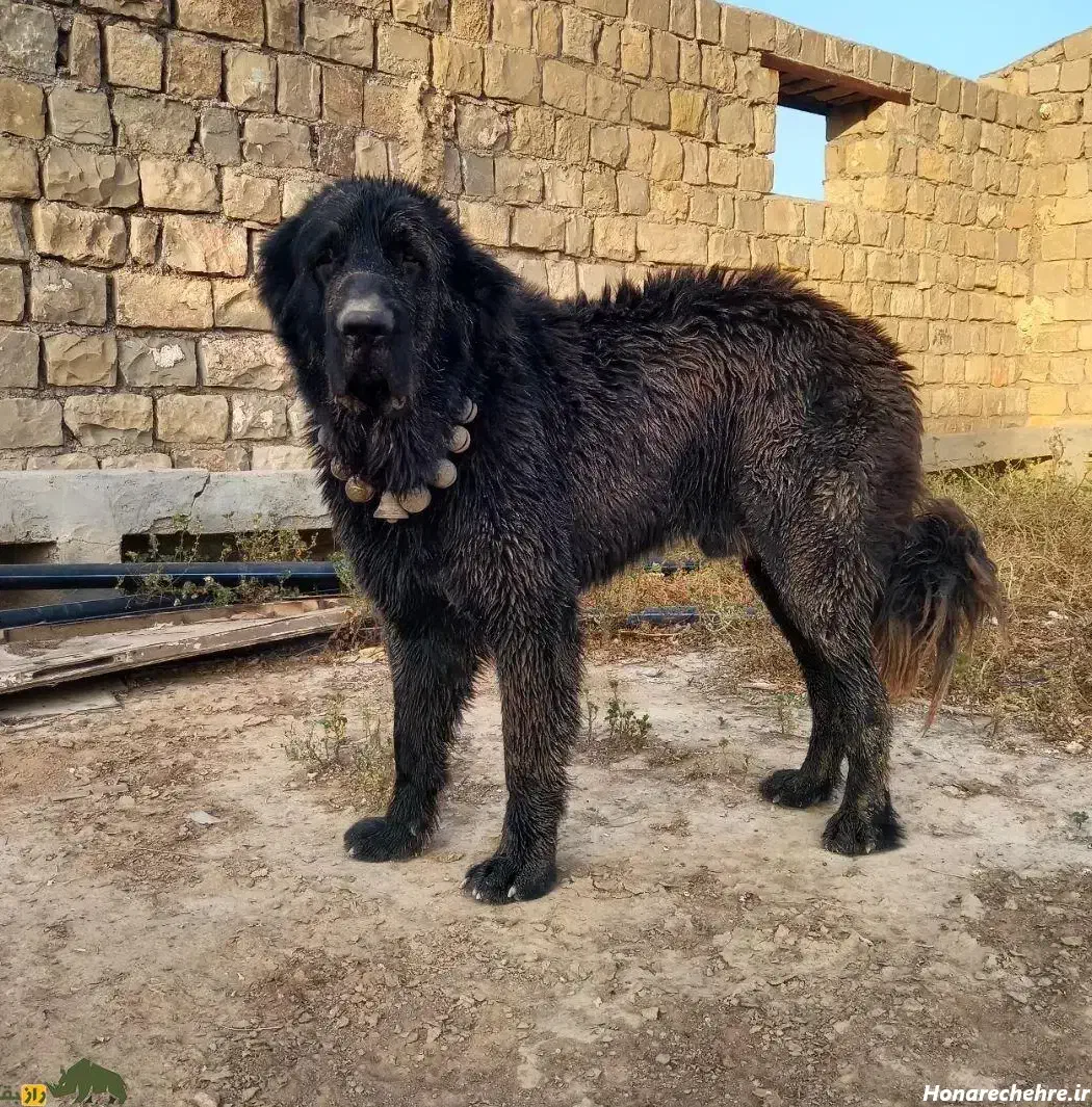 غذای سگ|لوازم جانبی حیوانات|مشهد, آیت الله کاشانی|دیوار