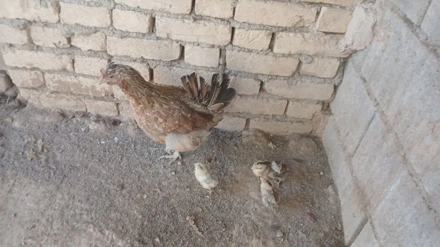 مرغ لری اصل با دوجوجه|حیوانات مزرعه|کیار, |دیوار