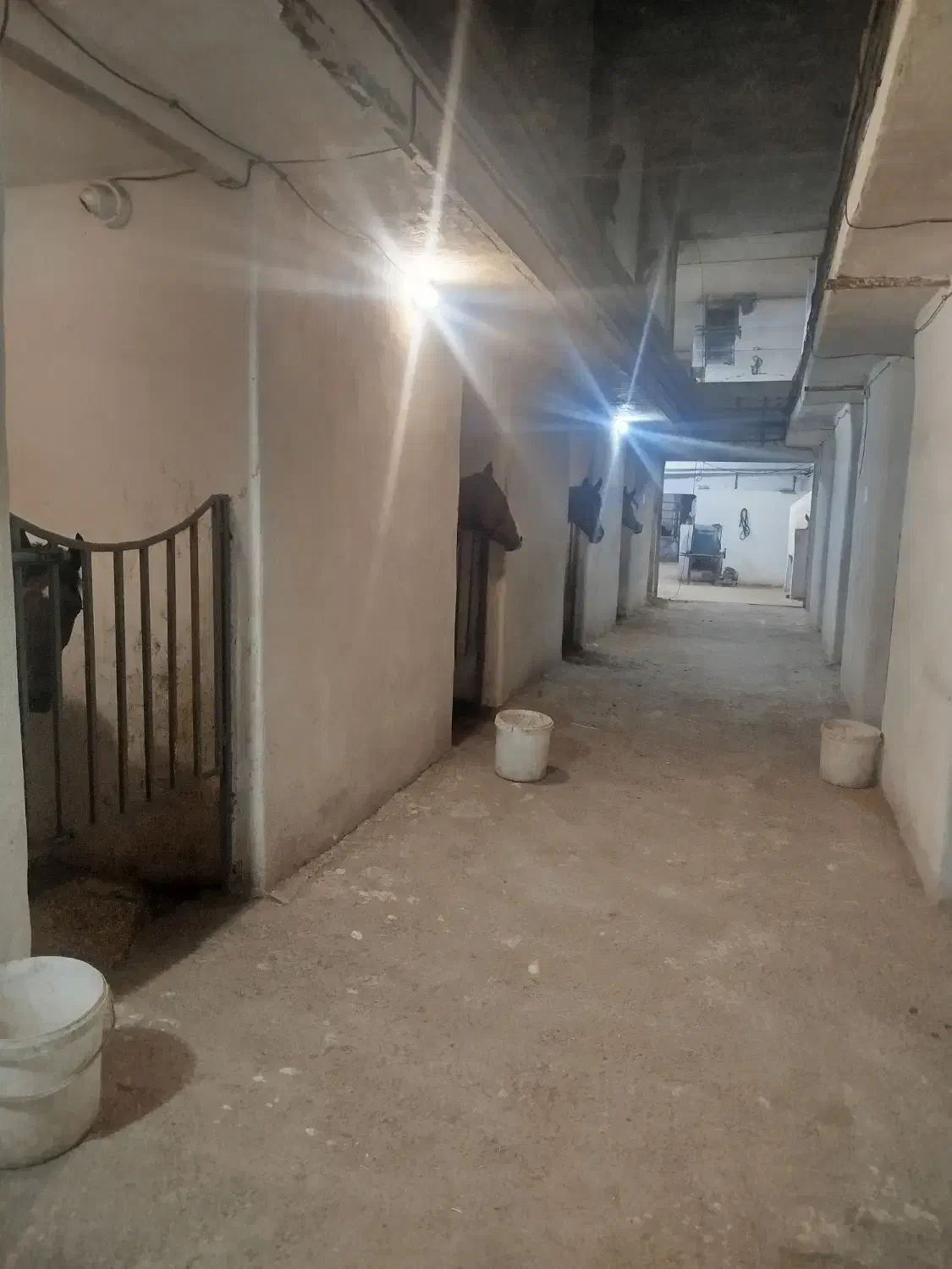 باشگاه اسب سواری|اسب و تجهیزات اسب‌سواری|تبریز, |دیوار