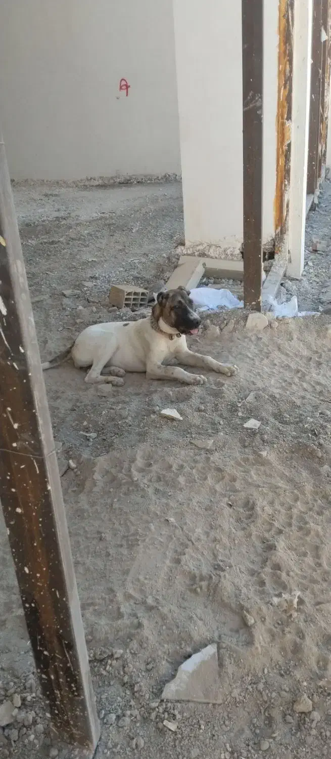 سگ سرابی|سگ|رضویه, |دیوار