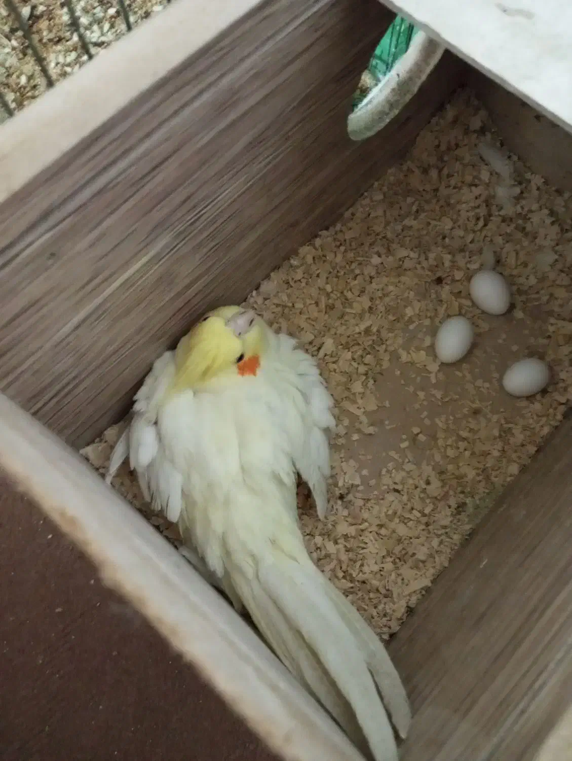 عروس پاریس|پرنده|بندر ماهشهر, |دیوار