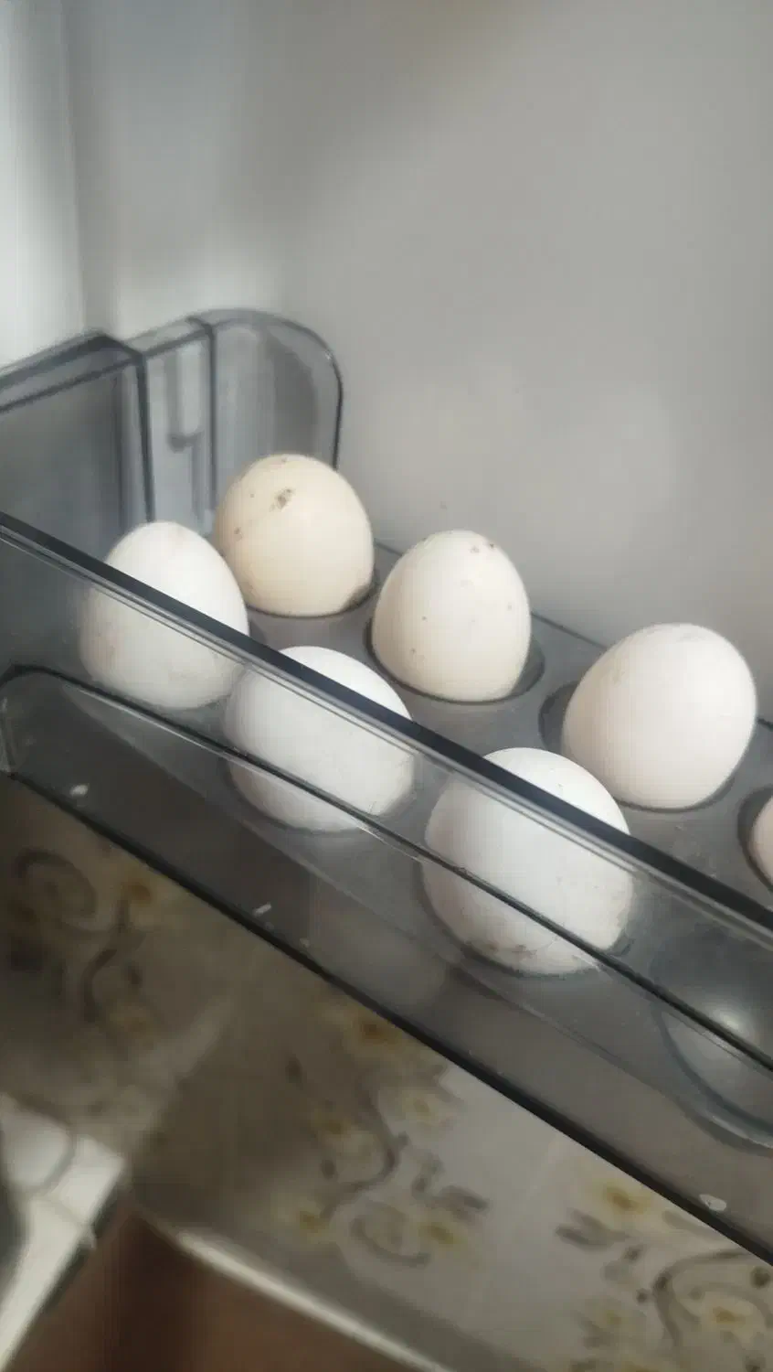 تخم مرغ|خوردنی و آشامیدنی|کارون, |دیوار