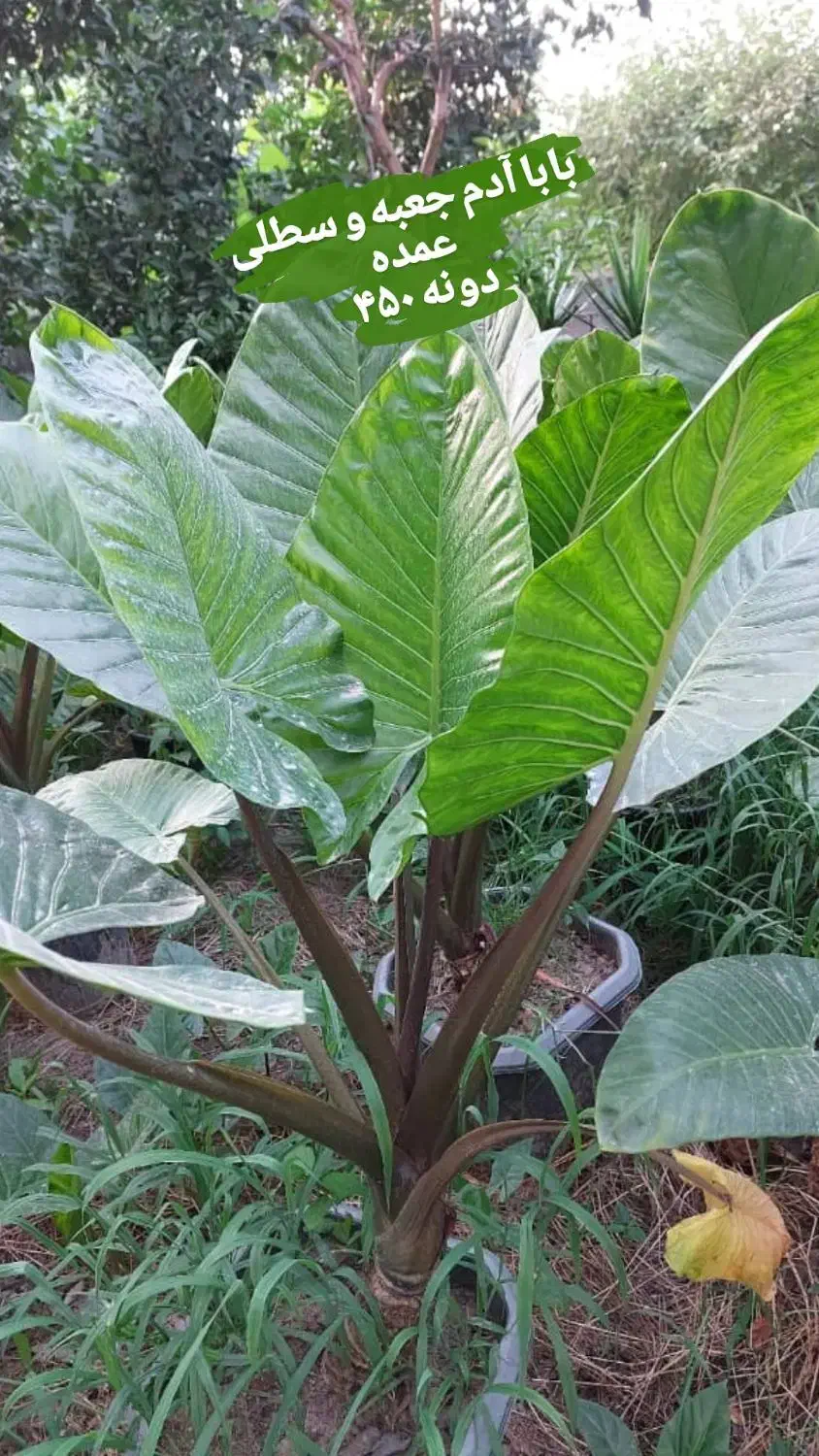 استخدام کارگر ساده و نگهبان گلخانه|استخدام سرایداری و نظافت|ورامین, ورامین|دیوار