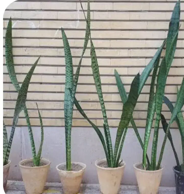 گل  سانسوریا امریکن مناسب گلخانه و باغچه حیاط|گل و گیاه طبیعی|کازرون, |دیوار