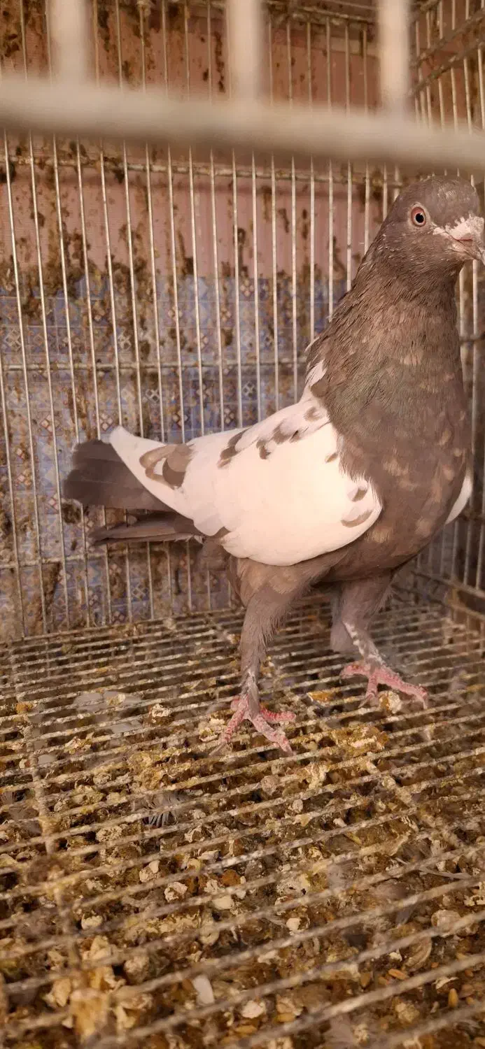 حسن خانی ماده|پرنده|سنندج, |دیوار