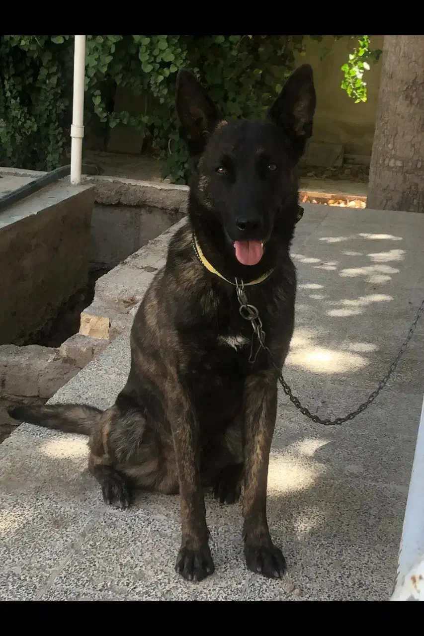 یک جفت توله نر و ماده مالینویز|سگ|مشهد, شهرک صنعتی توس|دیوار