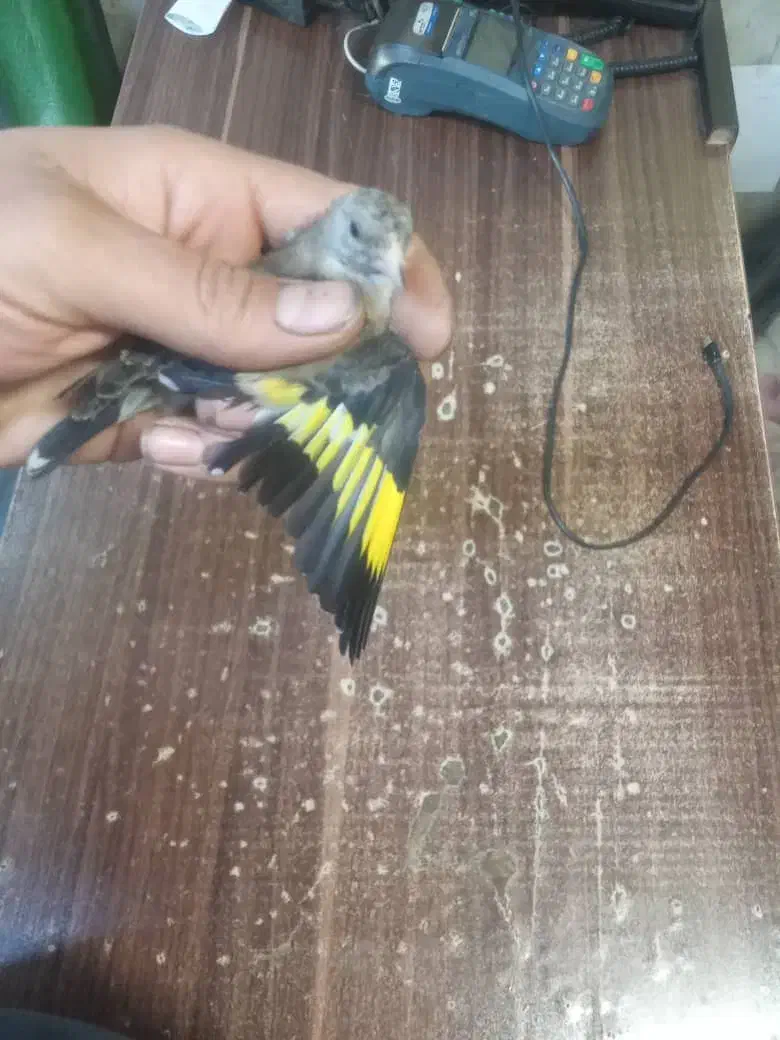 جوجه سهره نر برا منطقه لرستان|پرنده|رباطکریم, الارد|دیوار