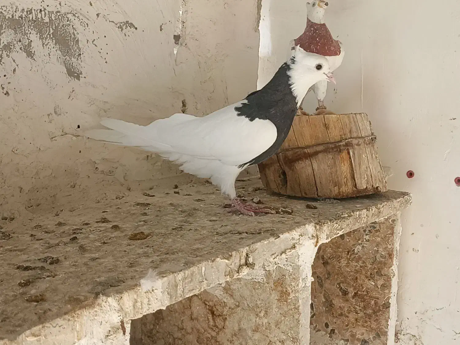 کبوتر|پرنده|کرخه, |دیوار