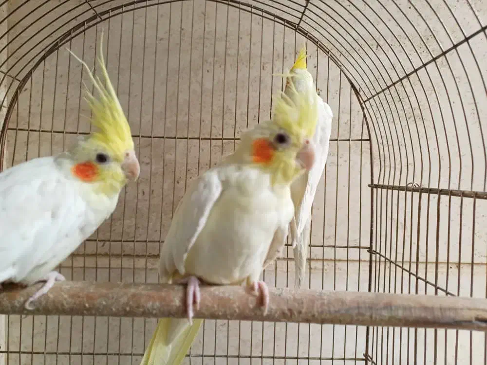 عروس هلندی|پرنده|شیراز, لاله|دیوار