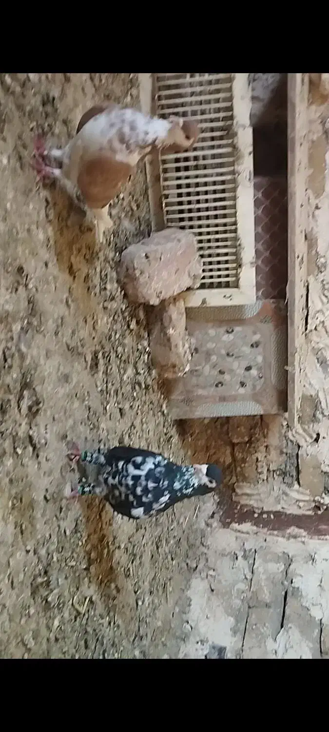 ساده افشون جفتگاه پرشی بوم|پرنده|نصر آباد, |دیوار