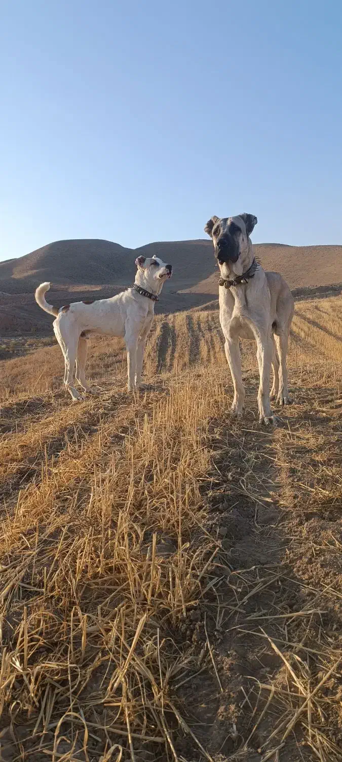 سگ گله|سگ|مشهد, رباط طرق|دیوار