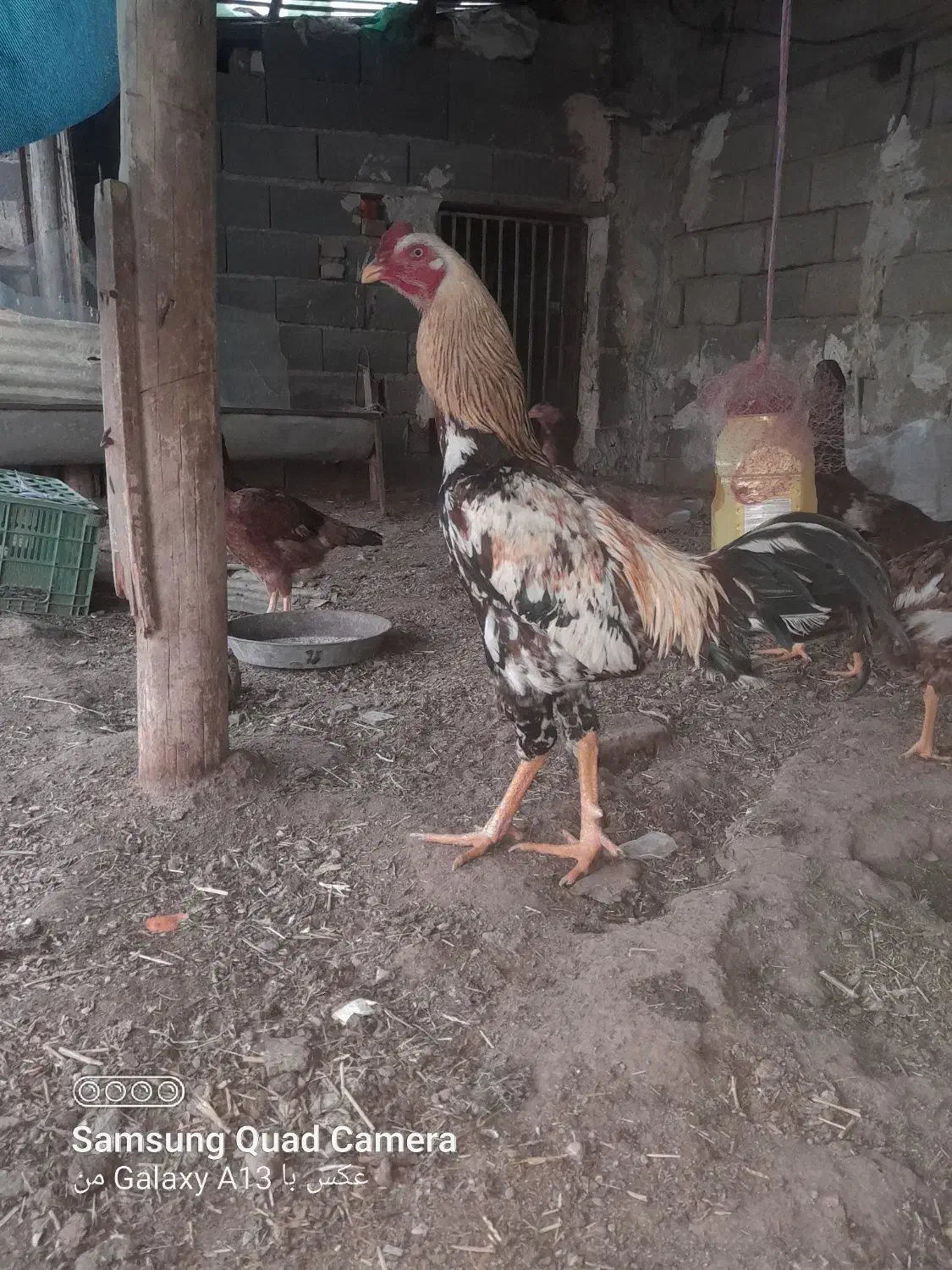 مرغ کرچ|حیوانات مزرعه|قزوین, |دیوار