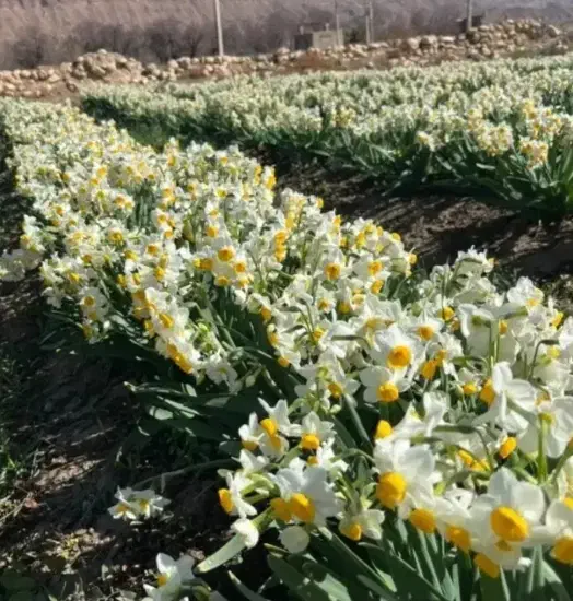 گل نرگس|گل و گیاه طبیعی|آزادشهر, |دیوار