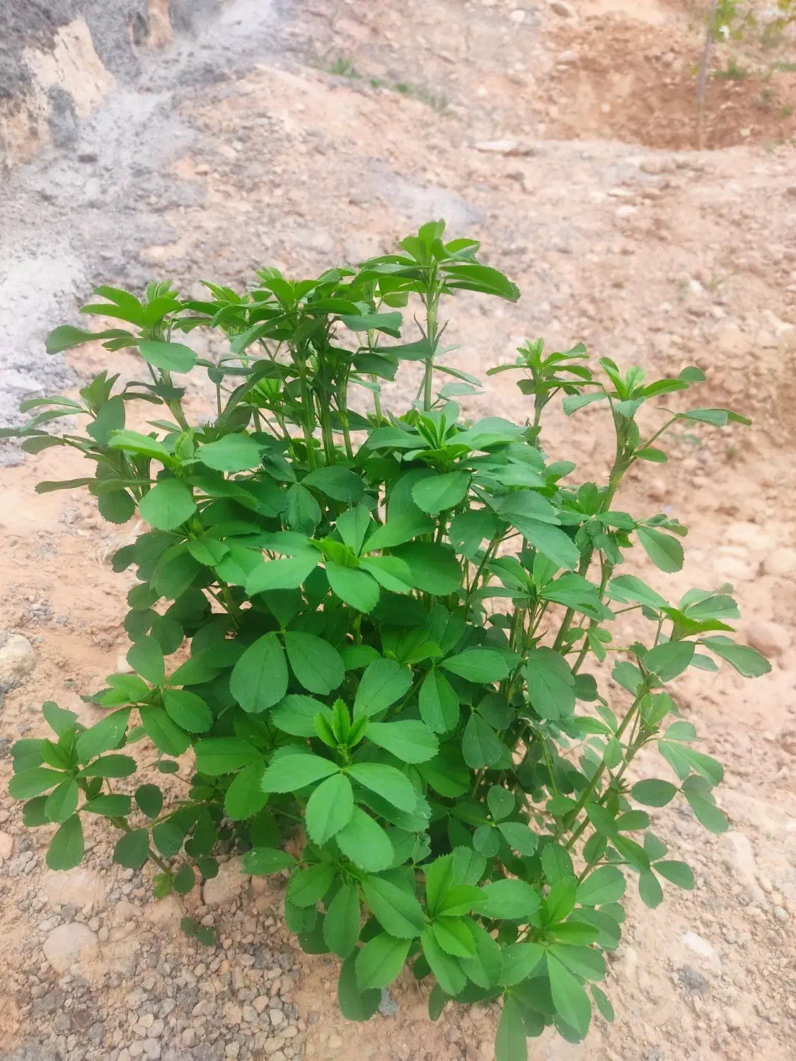 جویای کار|فعالیت داوطلبانه|اسفراین, |دیوار