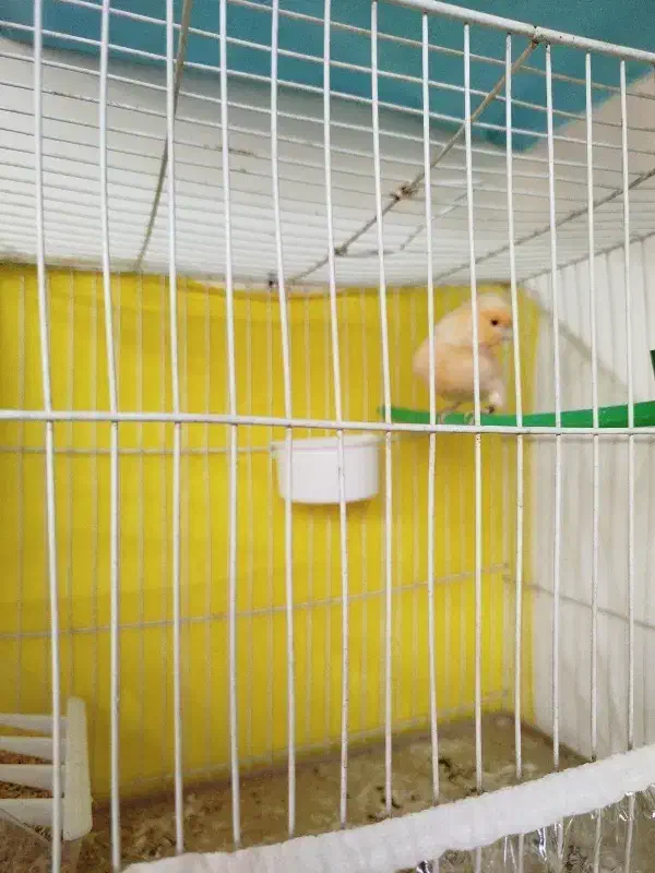 قناری پرنده|پرنده|مشهد, شهرک شهید باهنر|دیوار