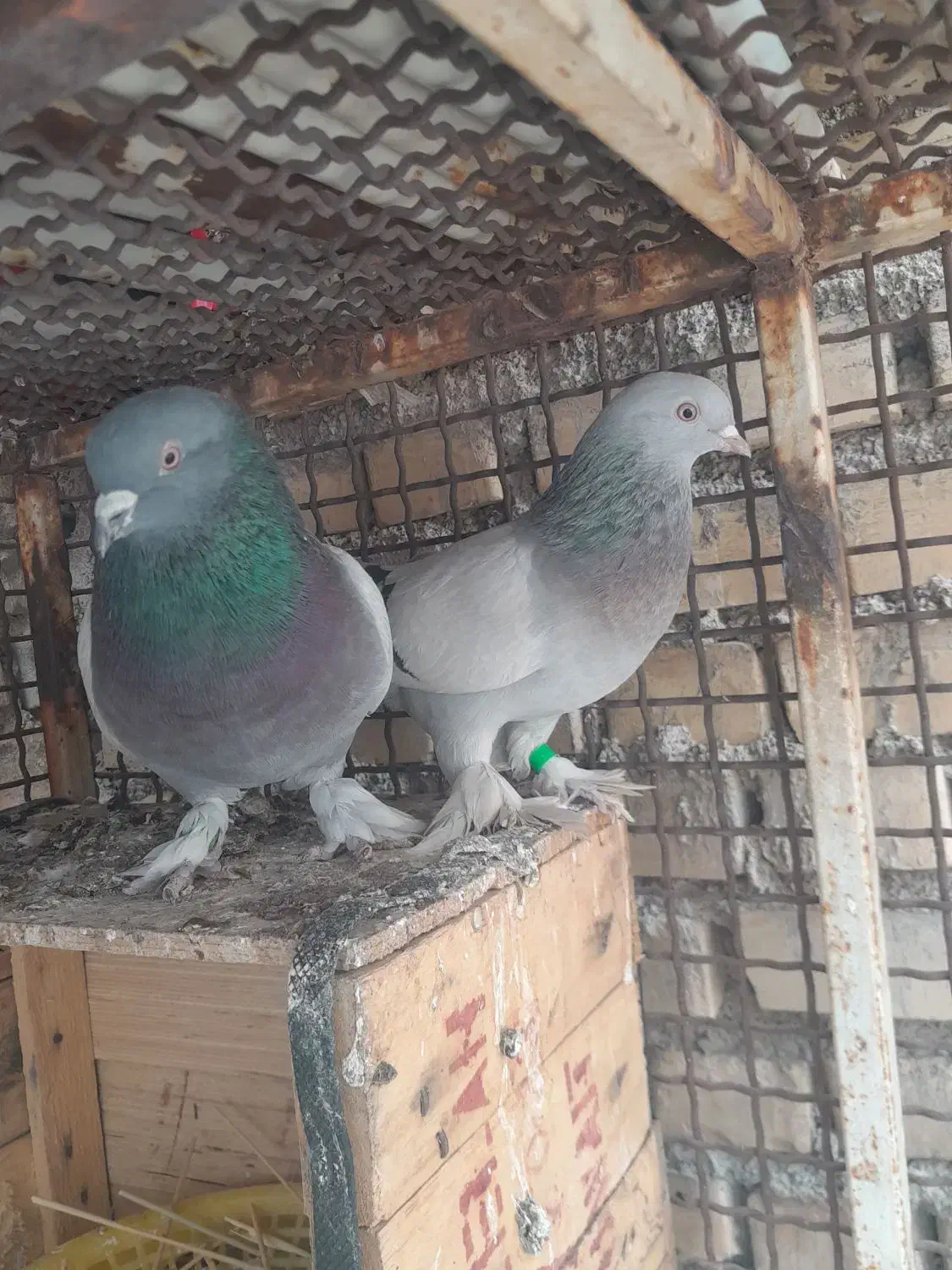 کبوتر ساده پاپر|پرنده|بهبهان, |دیوار