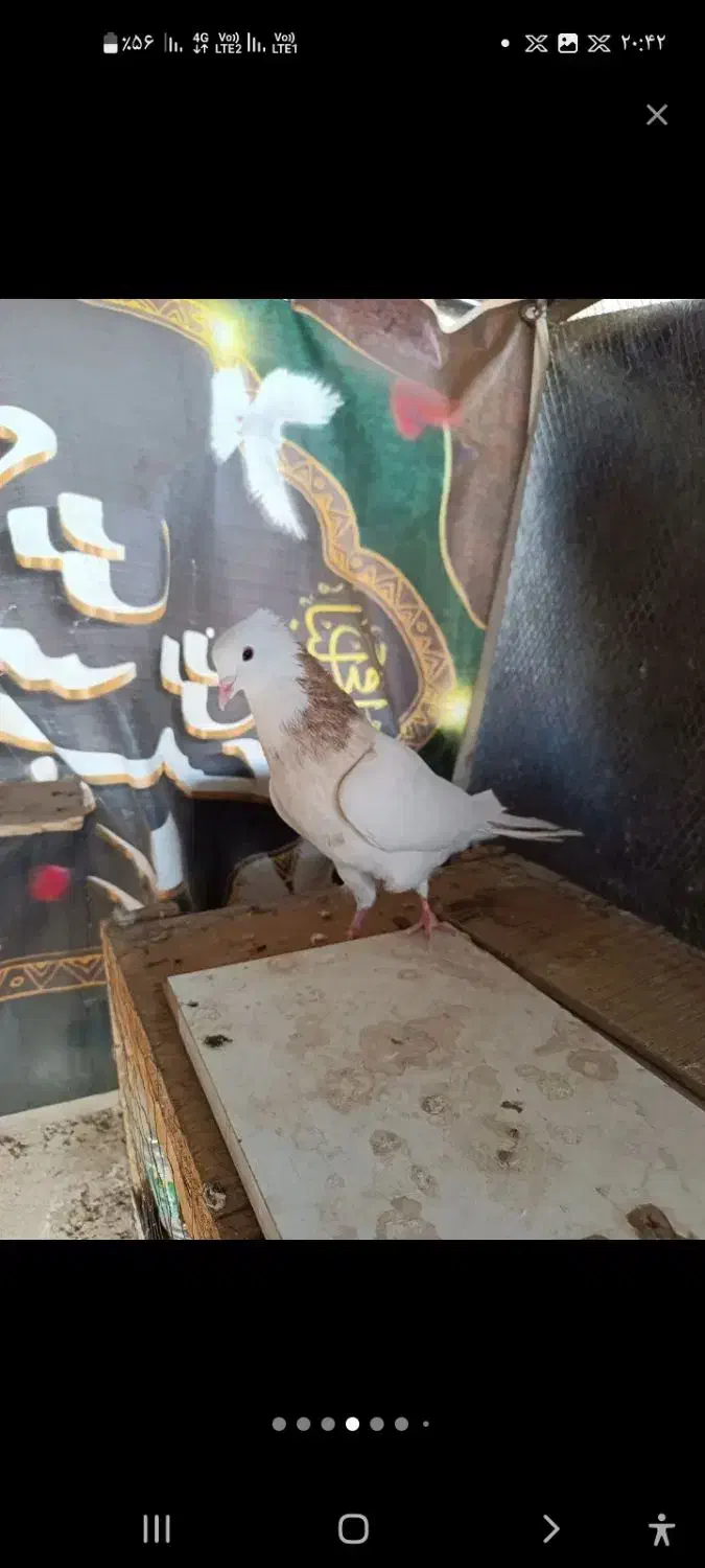 طوقی|حیوانات|آران و بیدگل, |دیوار