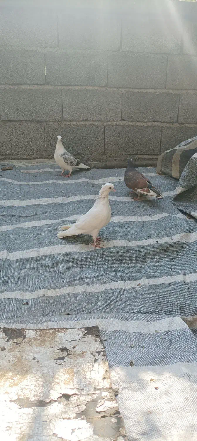 کبوتر|پرنده|کلاردشت, |دیوار