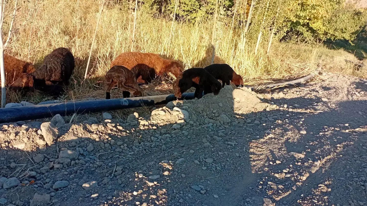 گوسفند بره دار|حیوانات مزرعه|ماهنشان, |دیوار