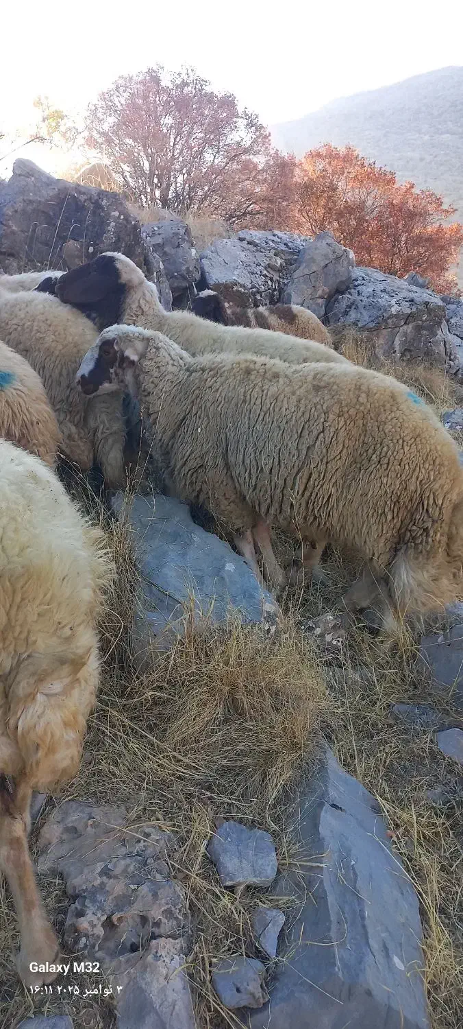 قوچ کاور ورن سنجابی|حیوانات مزرعه|بیلوار, |دیوار