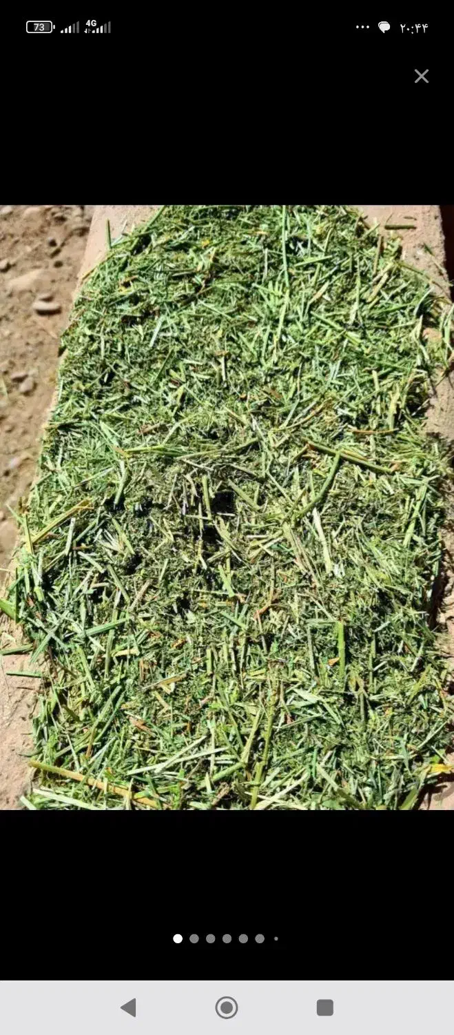 فروش یونجه از مزرعه تا دامداری شما|لوازم جانبی حیوانات|تهران, سازمان آب|دیوار