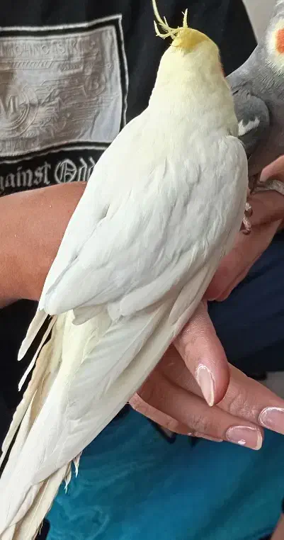 عروس هلندی|پرنده|ماکو, |دیوار