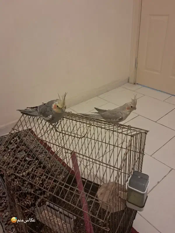 عروس هلندی  نر و ماده|پرنده|پرند, فاز ۶|دیوار