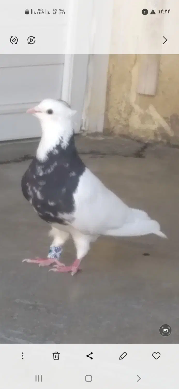 کبوتر طوقی|پرنده|بیستون, |دیوار